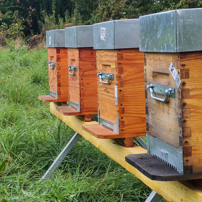 Essaim Buckfast sur 5 cadres Dadant à nourrir après installation