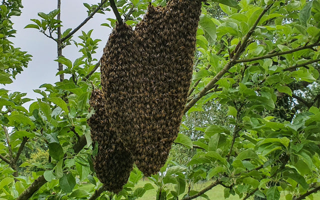 L'essaimage des abeilles, un phénomène naturel