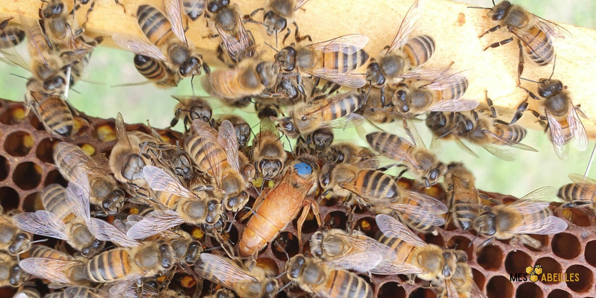 Reine des abeilles – son rôle et sa vie dans la colonie
