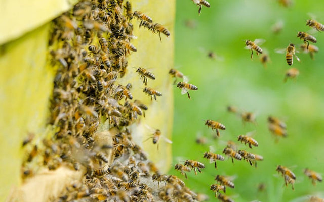 La vie des abeilles – organisation de la colonie dans la ruche