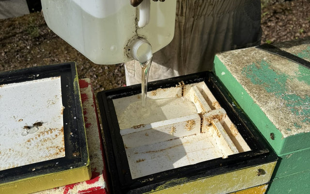 Nourrir un essaim : sirop, candi, quand et combien ?