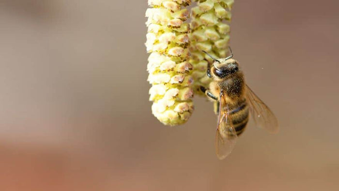 Pollen de noisetier – une ressource vitale pour les abeilles en fin d’hiver