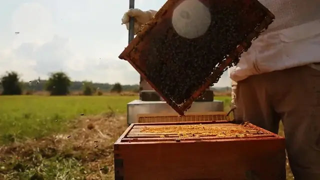 Travail au rucher : inspection d’un cadre d’abeilles au-dessus d’une ruche ouverte