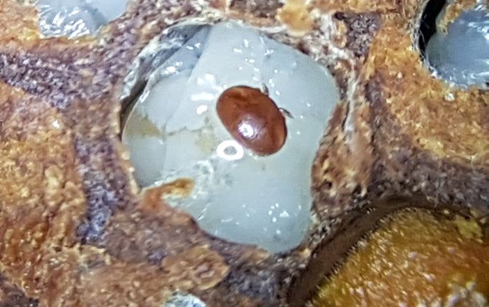 Traiter le varroa : quand et comment, saison par saison