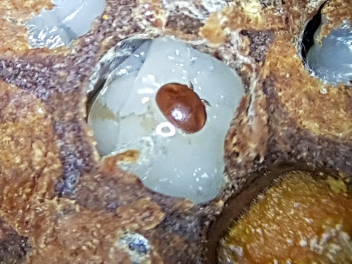 Traiter le varroa : quand et comment, saison par saison