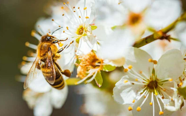 Pollinisation des fleurs par les abeilles