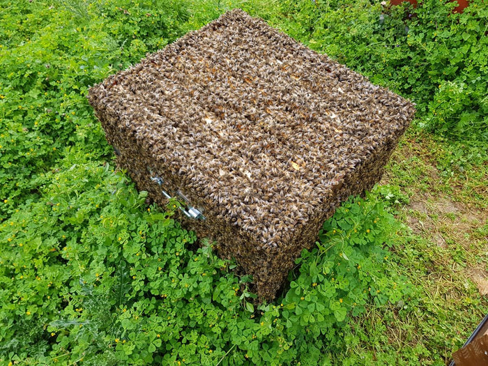 Colonie d’abeilles – le cycle de vie des abeilles au fil des saisons