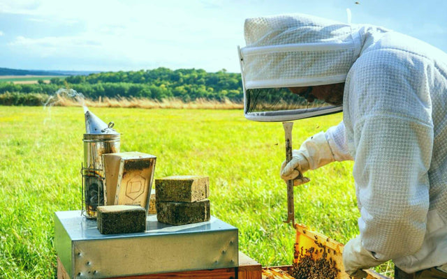 Débuter en apiculture : guide pratique pour un démarrage réussi