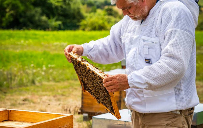 Apiculteur en Normandie au rucher, prêt à évaluer l'infestation de varroa