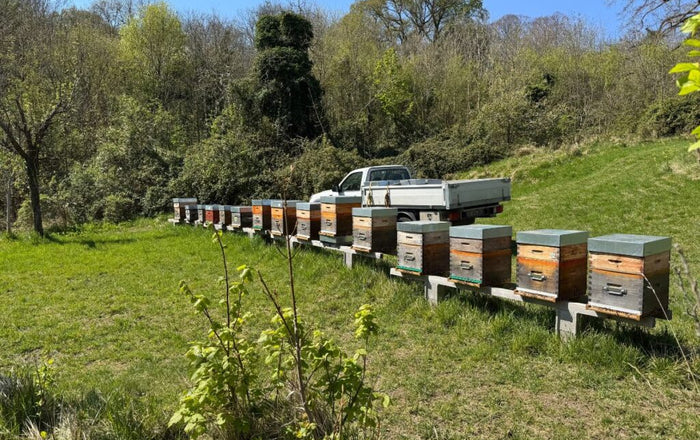 Rucher de nucléis de fécondation pour l’élevage de reines Buckfast en Normandie