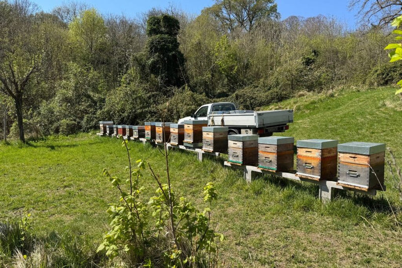 Rucher de nucléis de fécondation pour l’élevage de reines Buckfast en Normandie