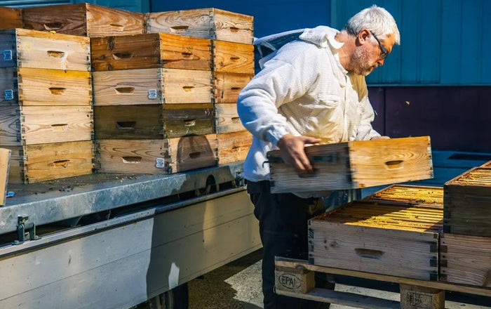 Contrôle des cellules royales dans une ruche finisseuse