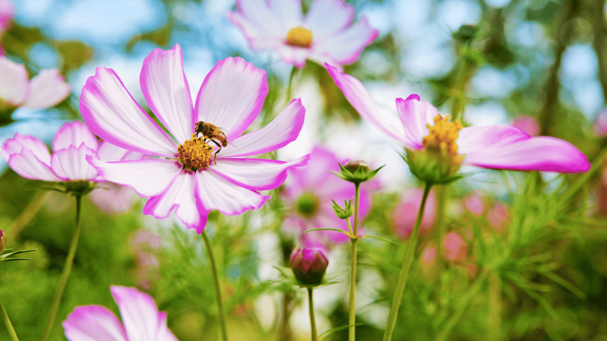 Fleurs mellifères pour nourrir les abeilles