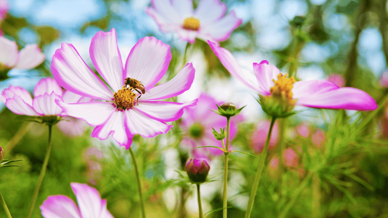 Fleurs mellifères pour nourrir les abeilles