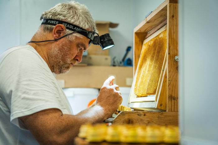 Greffage des larves au picking chinois