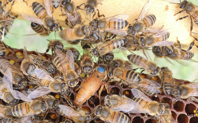 Reine des abeilles – son rôle et sa vie dans la colonie