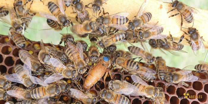 Reine des abeilles – son rôle et sa vie dans la colonie