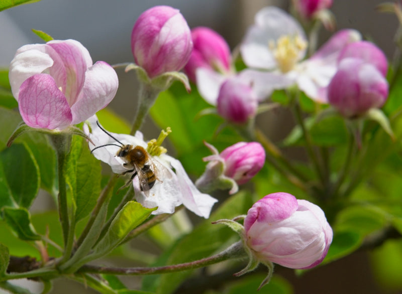 Abeilles butinant des fleurs de pommier au printemps