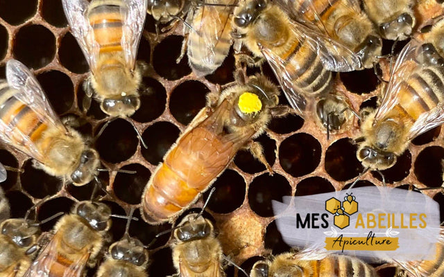 Abeilles domestiques – les principales races d’abeilles en France