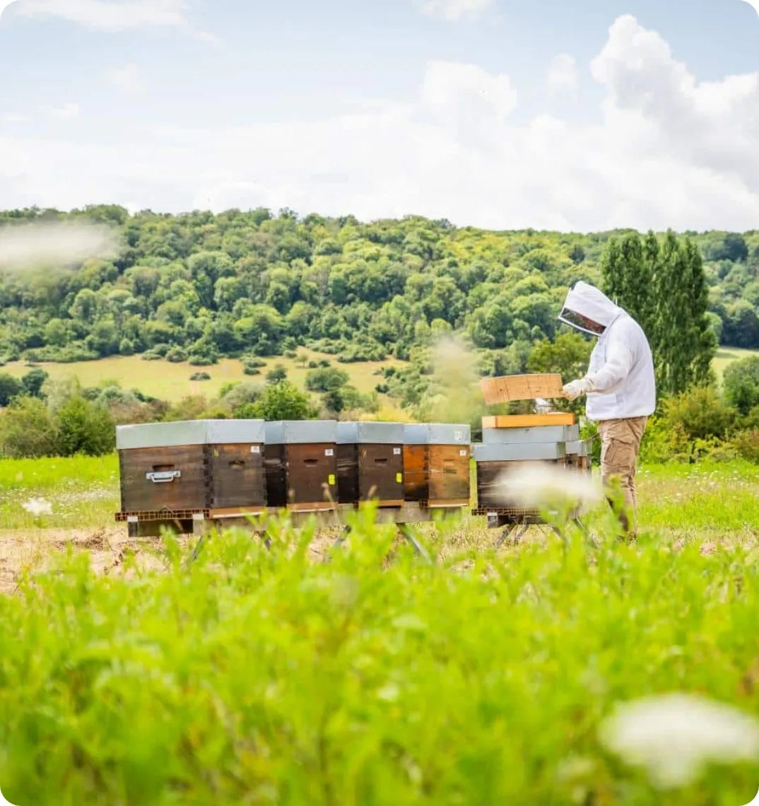 Apiculteur inspectant des essaims hivernés Buckfast