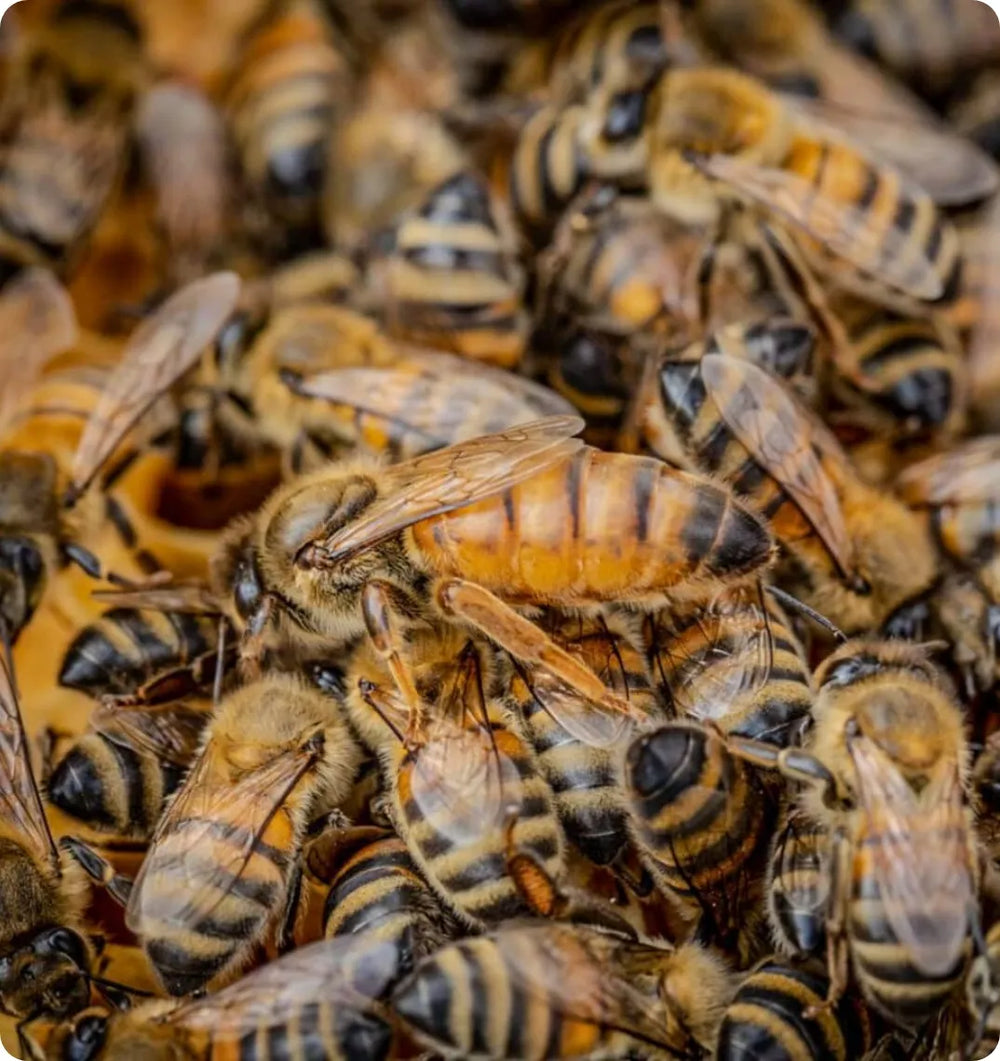 Abeille Buckfast : origine et logique de sélection