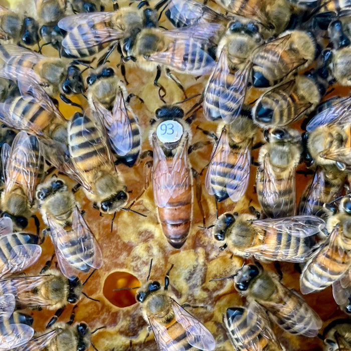 Reine Buckfast inséminée marquée à la couleur de l’année