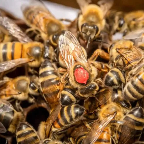 Reine Buckfast fécondée sur cadre de couvain