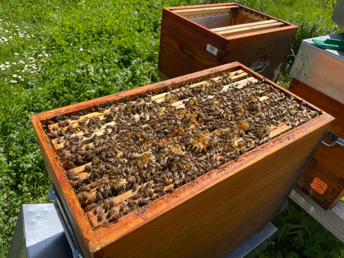 Cadre couvert d’abeilles Buckfast