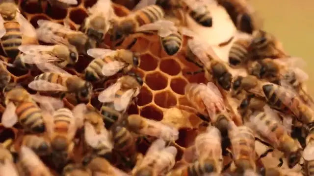 Abeilles sur les alvéoles d’un cadre dans une colonie MesAbeilles