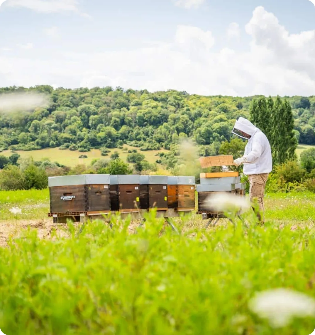 Apiculteur observant une ruche en Normandie