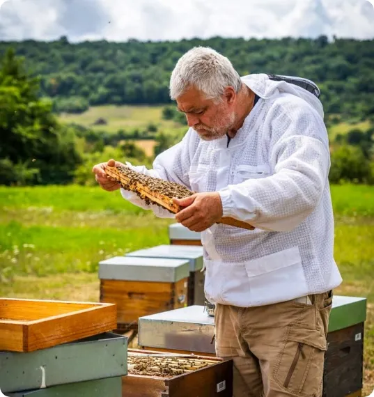 Apiculteur observant une ruche en Normandie