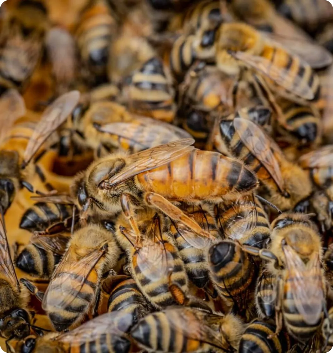 Gros plan sur des abeilles dans la ruche