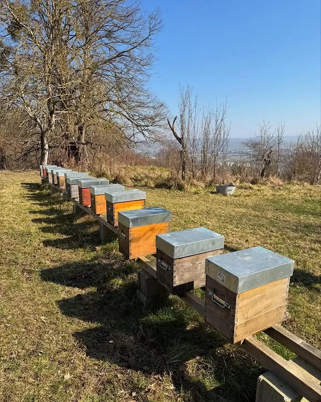 Instagram Mes Abeilles