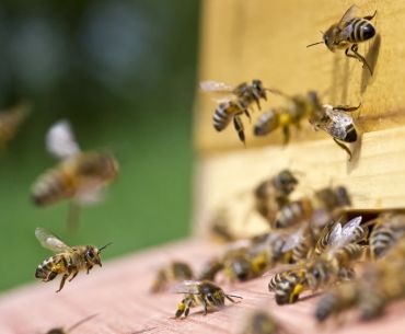 L’apithérapie : les abeilles au service de votre santé ! La ruche une source de bien être avec l'apithérapie