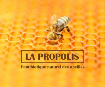 La Propolis, l’antibiotique naturel des abeilles