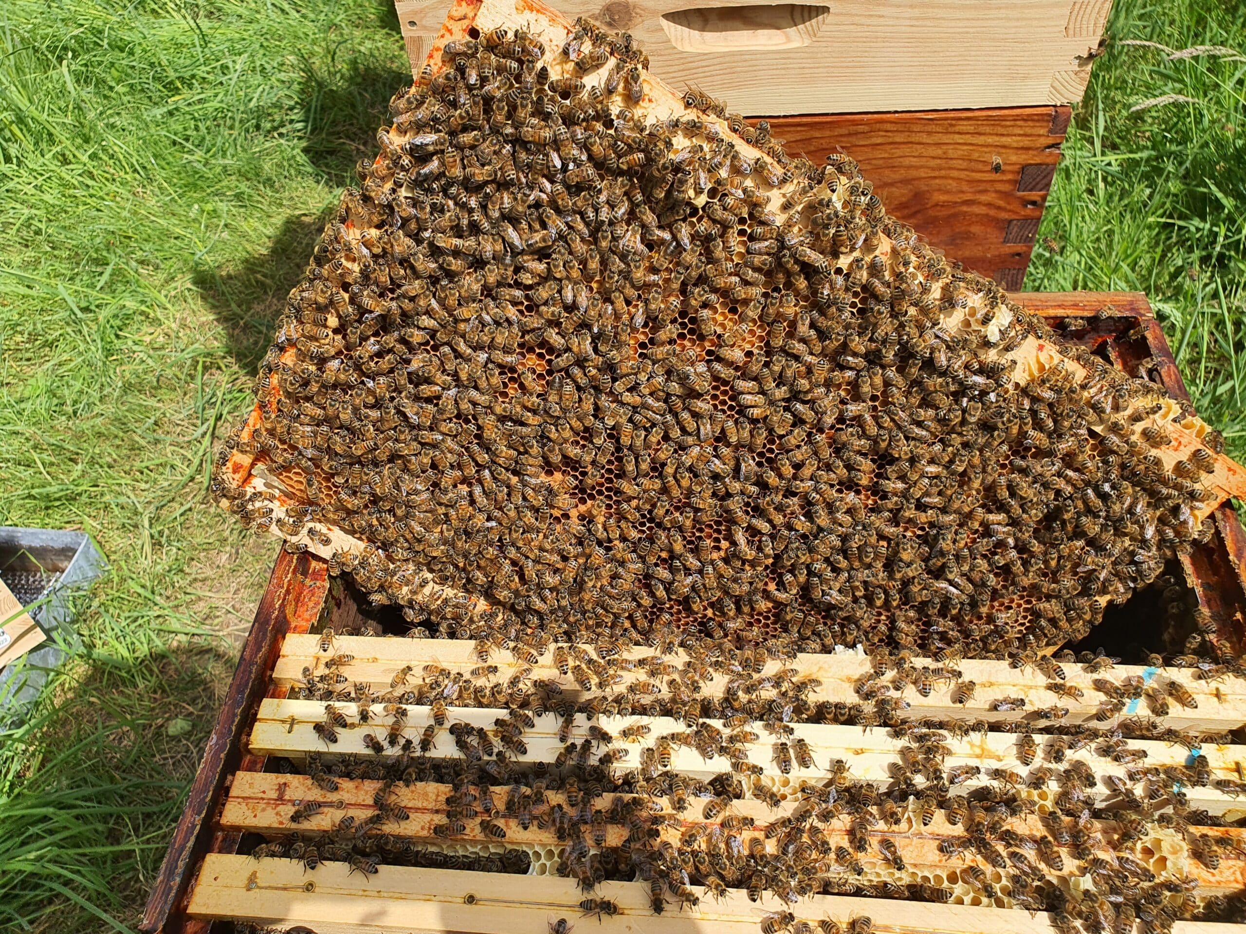 Duree De Vie D Une Abeille La vie des abeilles, une société très structurée - Mes Abeilles
