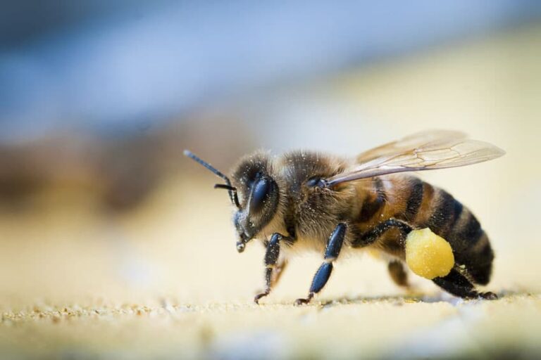Anatomie et biologie d’une abeille