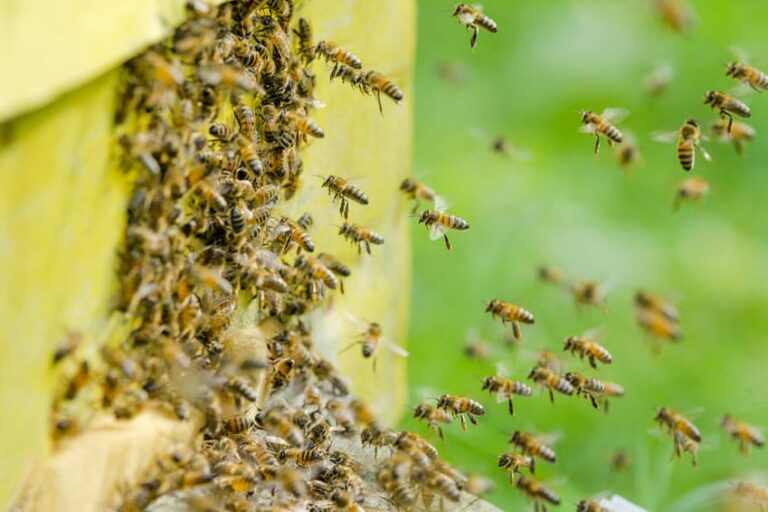La vie des abeilles, une société très structurée