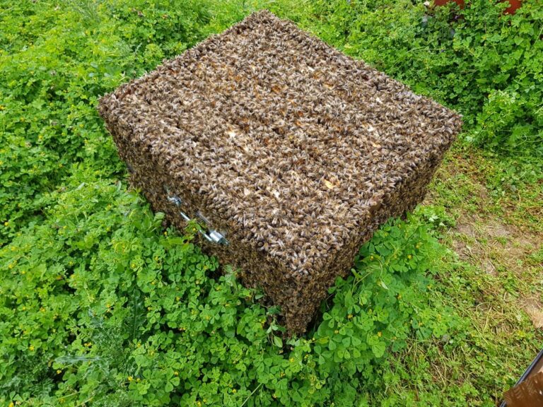 Le cycle de vie des abeilles au fil des saisons