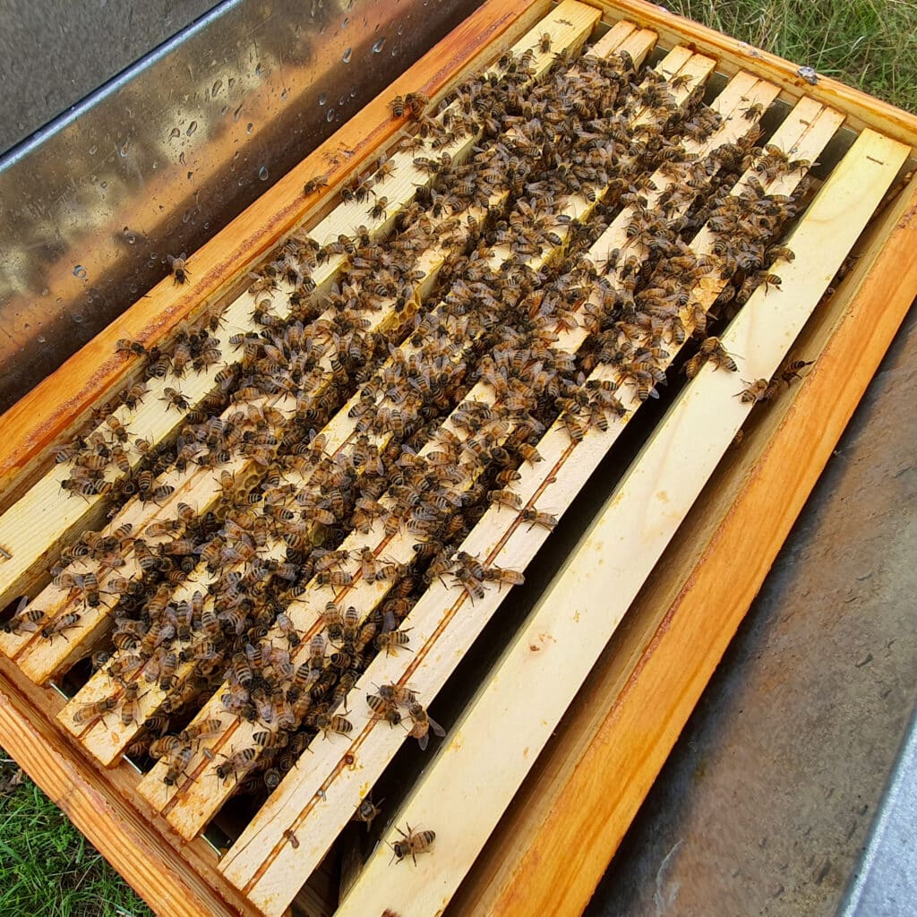 essaim d'abeilles hiverné
