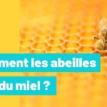 coment les abeilles font du miel 2