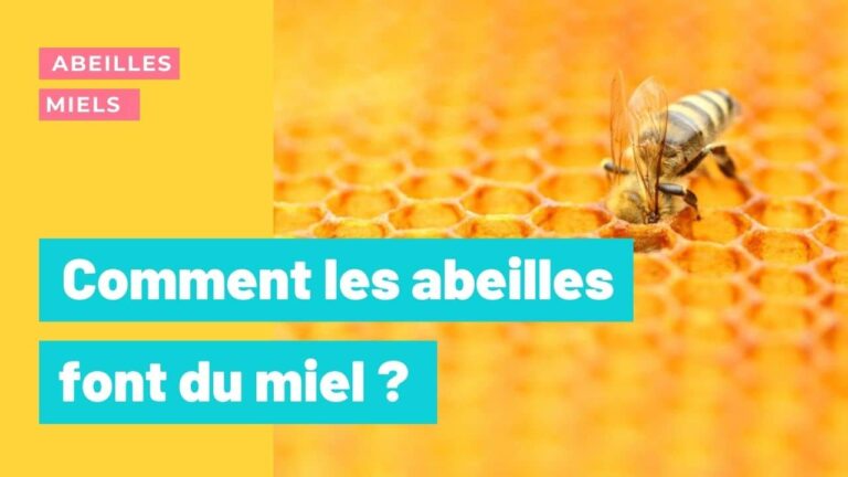 Le miel et les abeilles : Comment les abeilles font-elles le miel ?