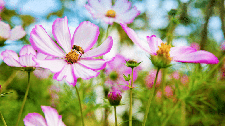 Plantes et des fleurs mellifères ?