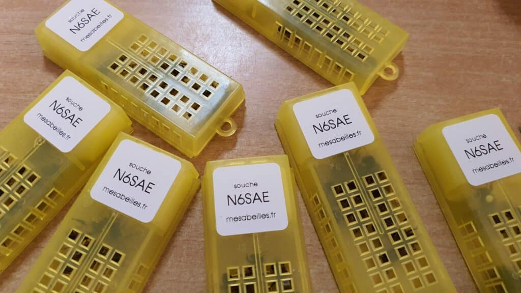 expédition des reines d'abeilles noire