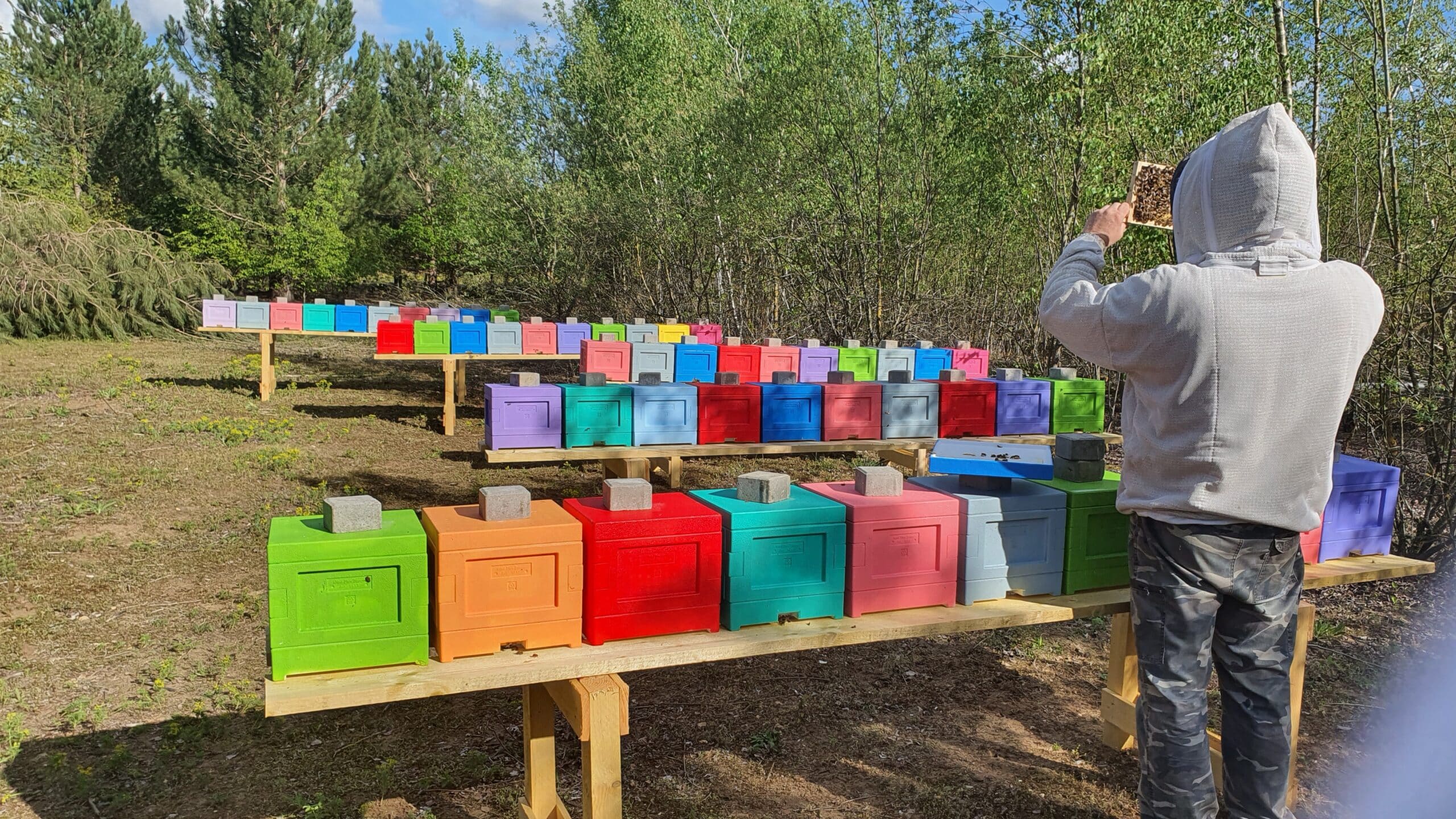 Reines fécondées Buckfast (Frère Adam) 8 Reines fécondées Buckfast (Frère Adam) – Image 8