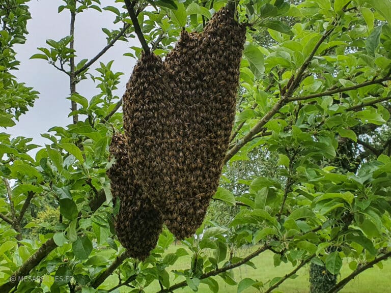 L&rsquo;essaimage des abeilles, un phénomène naturel