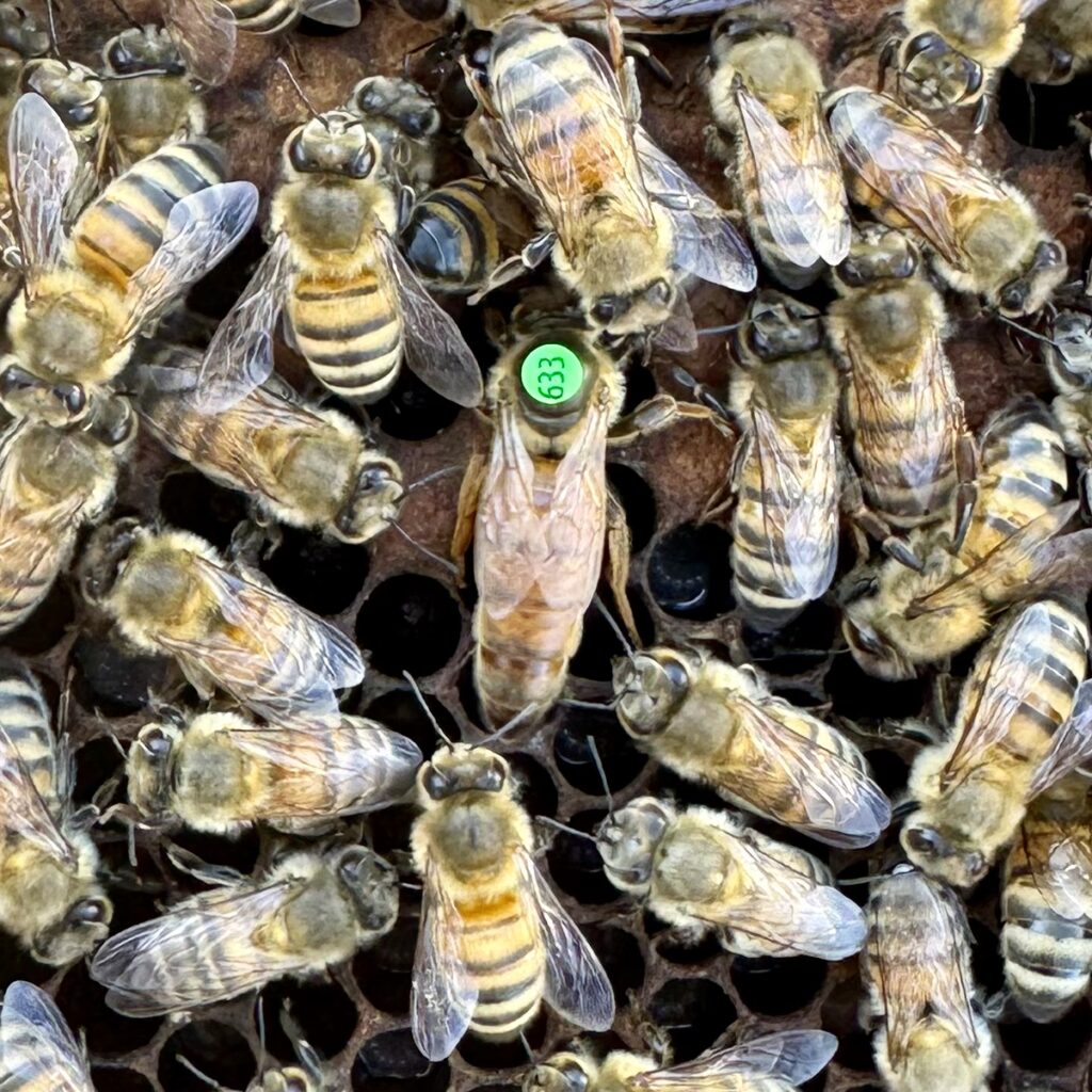 Reine inséminée Buckfast f0 – Frère Adam