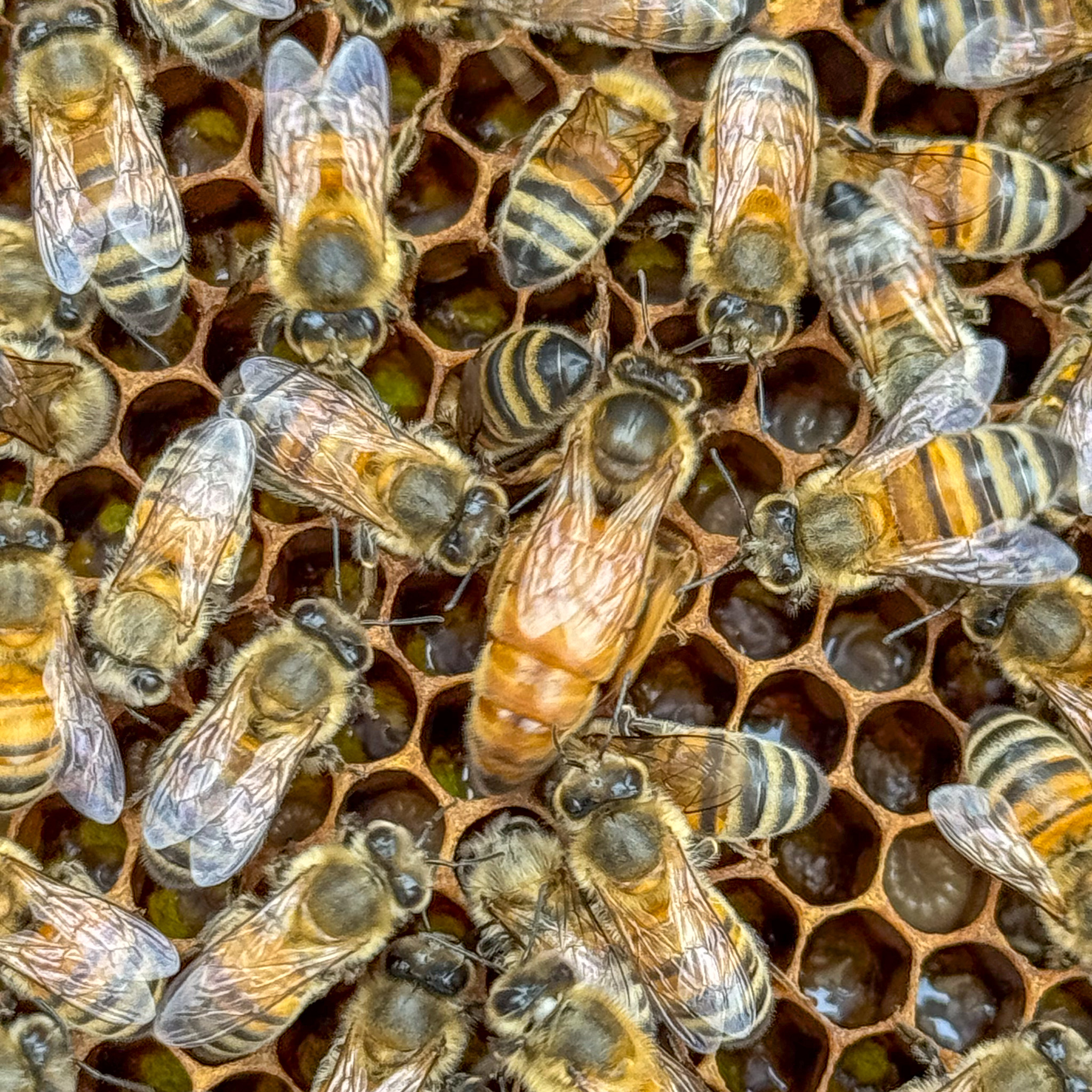 Reines fécondées Buckfast (Frère Adam) 9 reine buckfast normandie