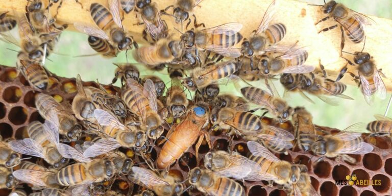 <strong>La reine des abeilles : un pilier de l’apiculture</strong>