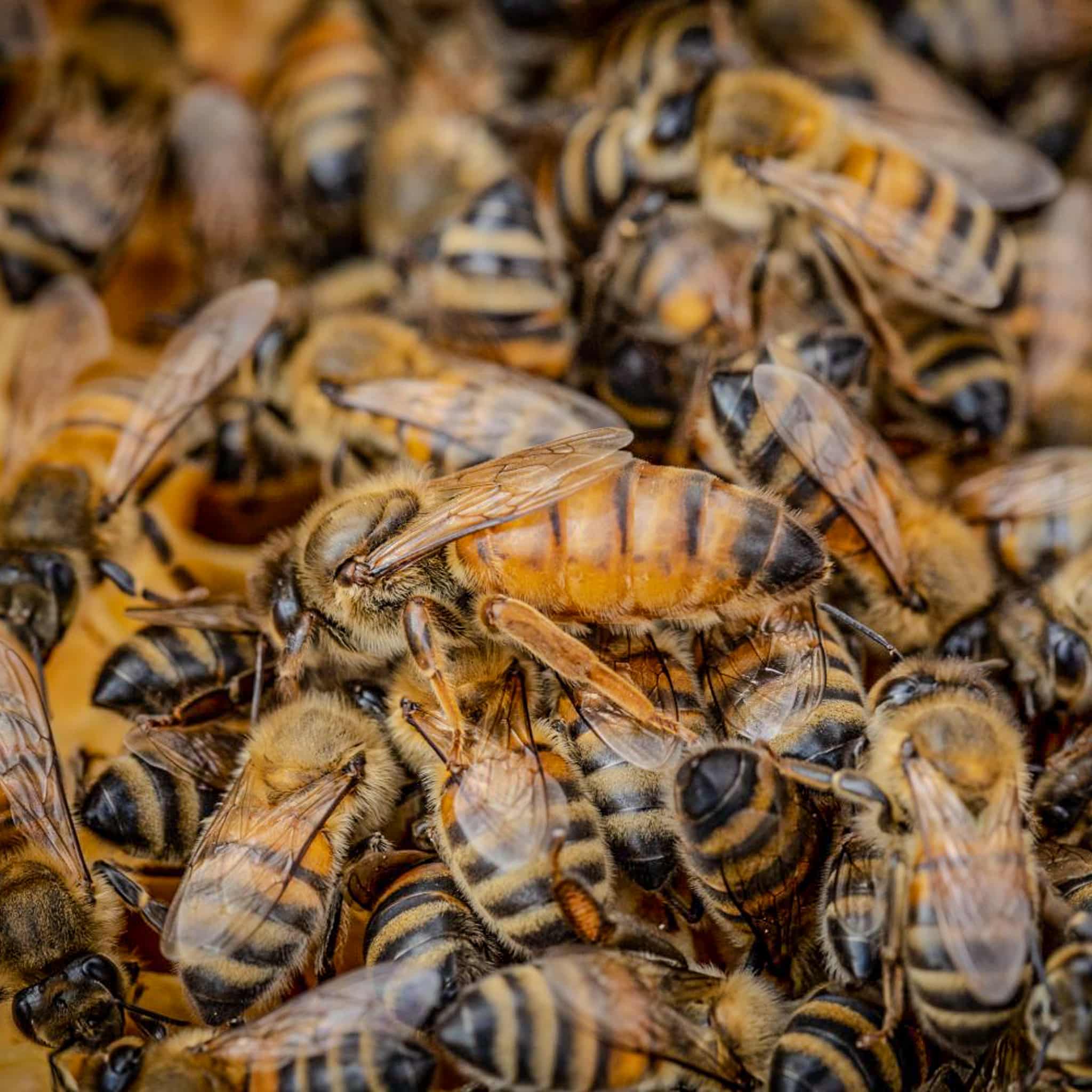 Reines fécondées Buckfast (Frère Adam) 6 Abeille Buckfast